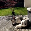 Simbi - sucht Einzelkörbchen