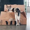 Simbi - sucht Einzelkörbchen