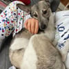Simbi - sucht Einzelkörbchen