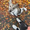 Simbi - sucht Einzelkörbchen