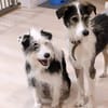 Hundeglück im Doppelpack