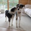 Hundeglück im Doppelpack
