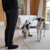 Hundeglück im Doppelpack