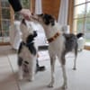 Hundeglück im Doppelpack