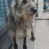 Tammy sucht ein ruhiges Zuhause