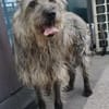 Tammy sucht ein ruhiges Zuhause