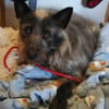 Tammy sucht ein ruhiges Zuhause