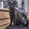 Mia  Ruhiges Katzenmädel sucht Familie