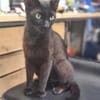 Mia  Ruhiges Katzenmädel sucht Familie