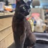 Mia  Ruhiges Katzenmädel sucht Familie