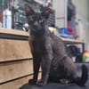 Mia  Ruhiges Katzenmädel sucht Familie