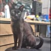 Mia  Ruhiges Katzenmädel sucht Familie