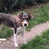Chilly wartet  auf ihre Familie