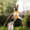 Besondere Deya sucht warmes Körbchen