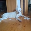 Liebenswerter Giovedi sucht Zuhause