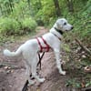 Liebenswerter Giovedi sucht Zuhause