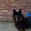 Senior Bruno sucht warmes Körbchen