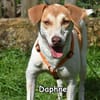 DAPHNE