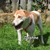 DAPHNE