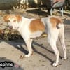 DAPHNE