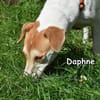 DAPHNE