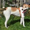 DAPHNE