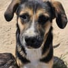 Prachtbusche Goofy sucht sein Zuhause