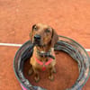 Lola - 2 Jahre - sucht ihren Platz