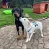 Zauberhafter COLAN sucht seine Familie