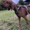 💛Zorro -  in Deutschland auf PS