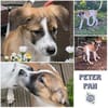 PETER PAN *kleiner Freu-und-Kuschel-Keks