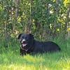 Black - Vermittlungshilfe