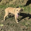 Toller Labbymix sucht ein Zuhause