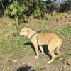 Toller Labbymix sucht ein Zuhause