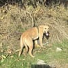 Toller Labbymix sucht ein Zuhause