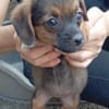Olga 27 cm (Okt 25) Pflegestelle