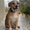 SURI