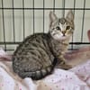 AGATHE (adoption en cours)