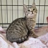AGATHE (adoption en cours)