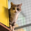 CLEO