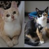NOUGATINE et GUIMAUVE