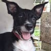 Muscat, femelle croisée berger, née le 01/07/2025 🐶