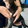Iris, femelle croisée créole, née le 25/06/2025 🐶