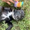 Claudia, femelle berger, née le 21/06/2025 🐶