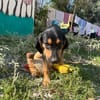 lalo