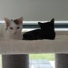 Gustl und Nero suchen Zuhause