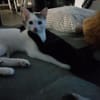 Gustl und Nero suchen Zuhause