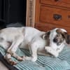 Verschmuster Ozzy