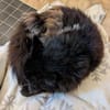 Donna - die verschmuste Chefin