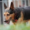Tulma1 sucht ein Zuhause/Pflegestelle